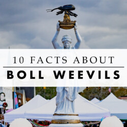 facts about the boll weevil